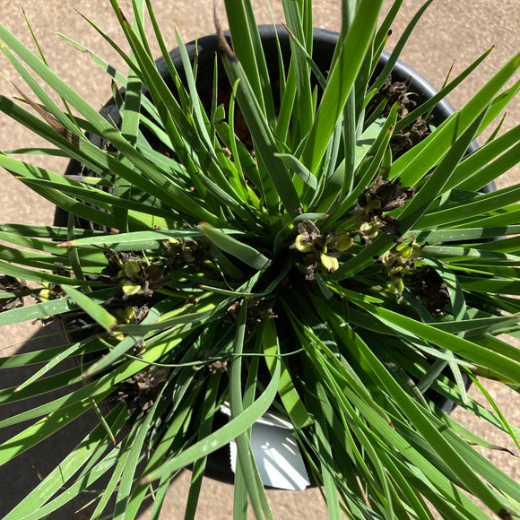 Aristea africana - 1 gallon plant