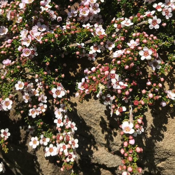 Astartea Astartea fascicularis - 1 gallon plant – Norrie's Gift and Garden Shop ...
