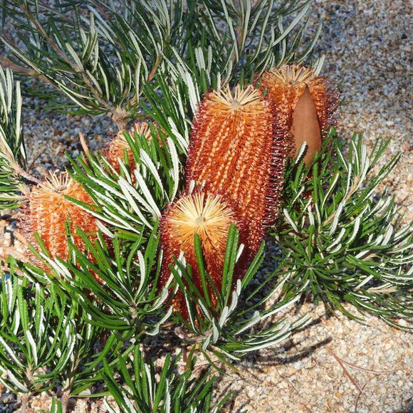 Banksia spinulosa 'Stumpy Gold' - 1 gallon plant