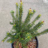 Banksia laricina - 2 gallon plant