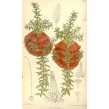Beaufortia sparsa - 1 gallon plant