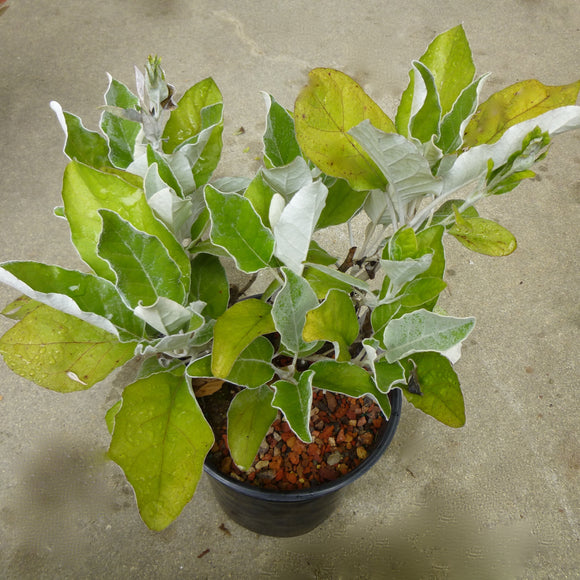 Brachyglottis repanda - 1 gallon plant