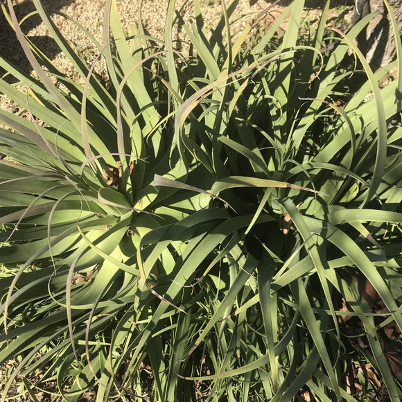 Agave bracteosa - 1 gallon plant