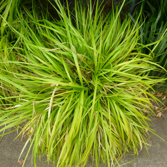Carex oshimensis 'Everillo' PP21002 - 1 gallon plant