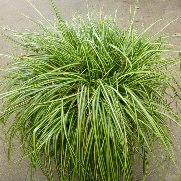 Carex oshimensis 'Eversheen' PP25938 - 1 gallon plant