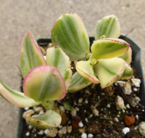 Crassula ovata 'Variegata' - 3.5 inch plant