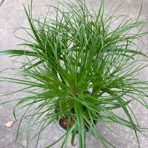 Cyperus papyrus (dwarf form) - 1 gallon plant