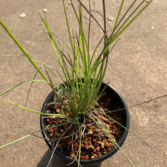 Festuca californica - 1 gallon plant