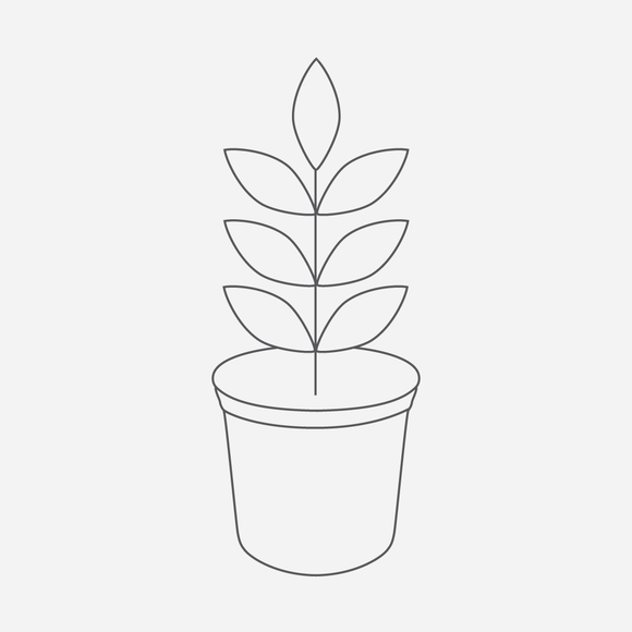 Hebe albicans - 1 gallon plant
