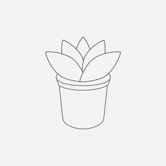 Echeveria gibbiflora - 4 inch plant