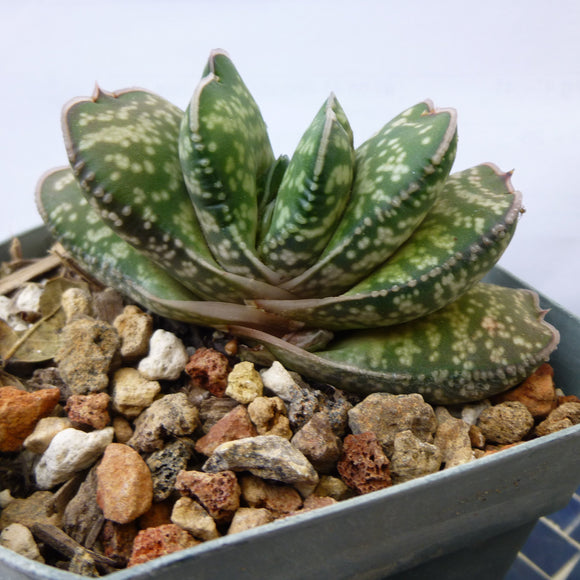 gasteria succulent plant Gasteria sp. Arboretum seedling
