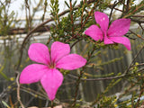 Acmadenia sheilae - 1 gallon plant