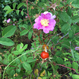 Rosa californica - 1 gallon plant