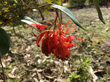 Grevillea victoriae 'Murray Valley Queen' - 1 gallon plant