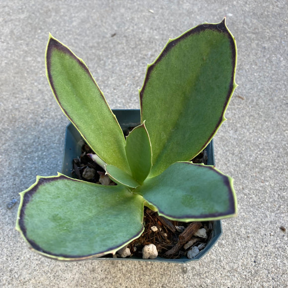 Kalanchoe synsepala - 4.5 inch plant