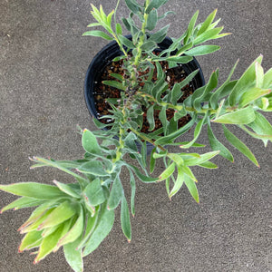 Leucospermum 'Tony's Choice' - 2 gallon plant