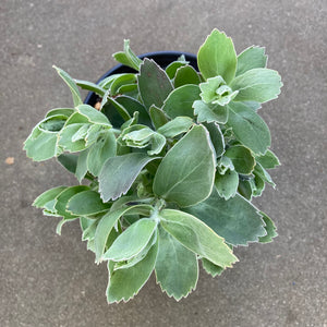 Leucospermum seedling - 2 gallon plant