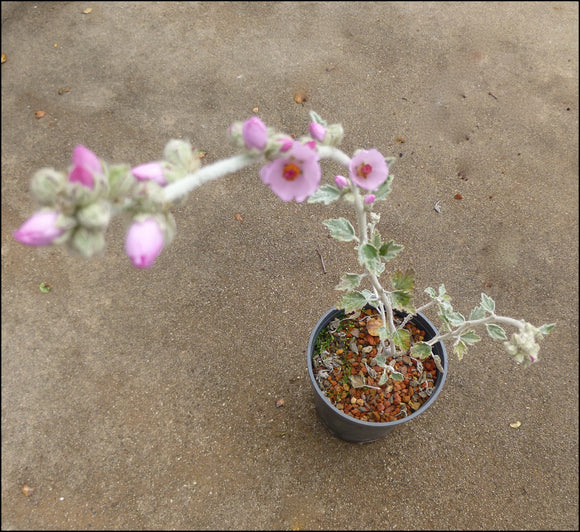 Malacothamnus arcuatus 'Edgewood' - 1 gallon plant