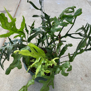 Microsorum scolopendria - 8 inch hanging plant
