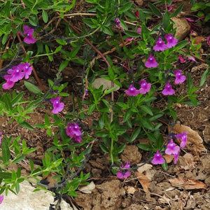 Salvia muelleri - 1 gallon plant