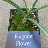 Muscari macrocarpum - 1 gallon plant