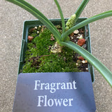 Muscari macrocarpum - 4 inch plant