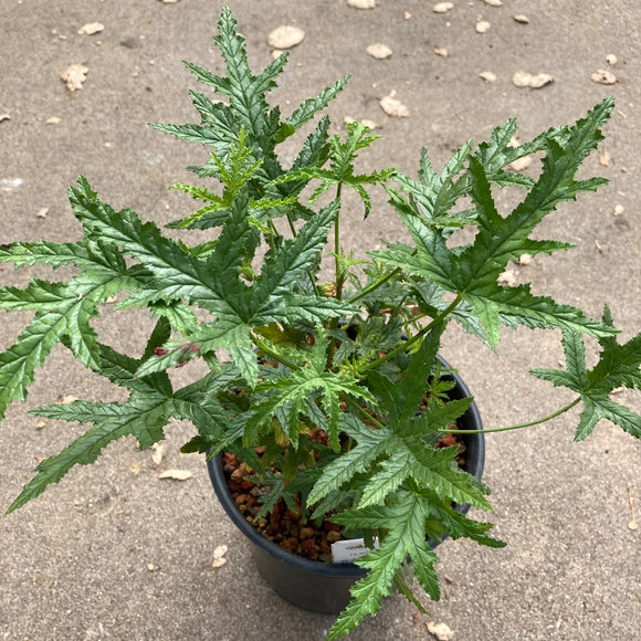 Pelargonium viscosissimum - 1 gallon plant