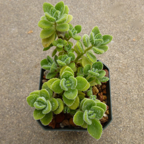 Plectranthus tomentosa - 3 inch plant