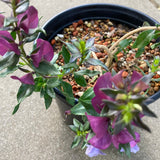 Prostanthera magnifica - 1 gallon plant