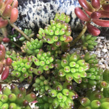 Sedum rubrotinctum - 6 inch plant