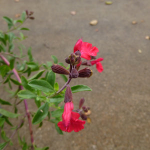 Salvia greggii 'Crimson' - 1 gallon plant