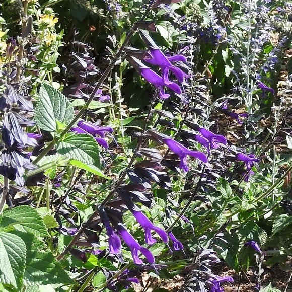 Salvia coerulea 'Costa Rica Blue' - 1 gallon plant