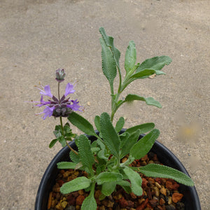 Salvia clevelandii 'Whirly Blue' - 1 gallon plant