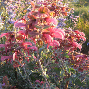 Salvia lanceolata- 1 gallon plant