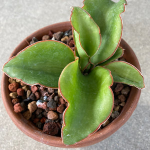 Sansevieria sp. short red edge leaf - 5 inch plant