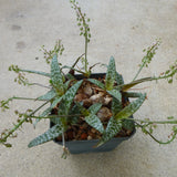 Scilla violacea - 4 inch plant