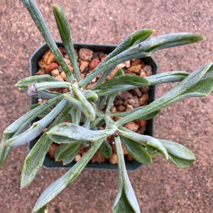 Senecio kleiniiformis - 3.5 inch plant