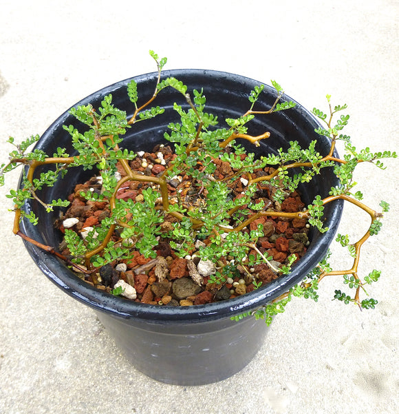 Sophora prostrata 'Little Baby' - 1 gallon plant