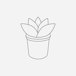 Dudleya sp. - 4 inch plant